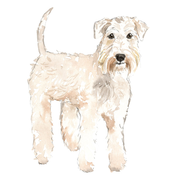 Wheaten Terrier