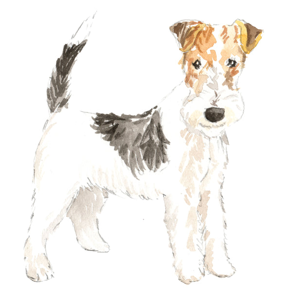 Wire Fox Terrier