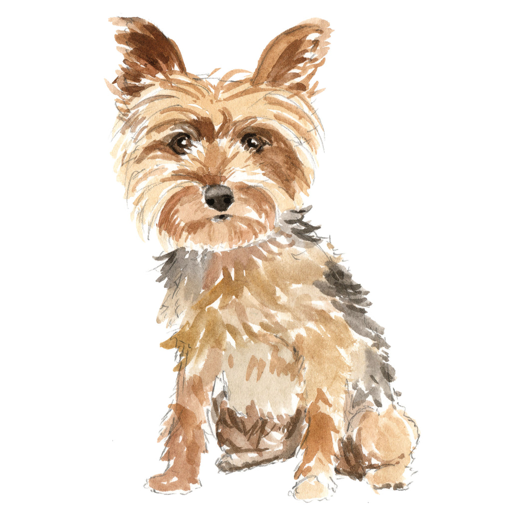 Yorkshire Terrier