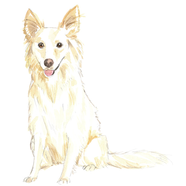 Border Collie, White