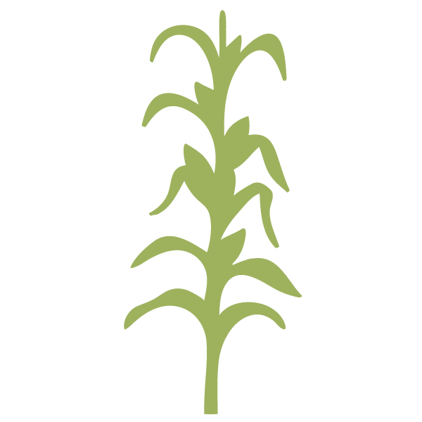 Cornstalk Stencil