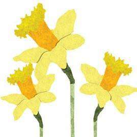 Daffodil Trio Wall Stickers