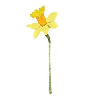daffodil sticker