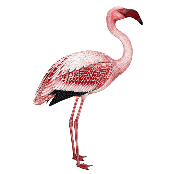 Flamingo Wall Decal