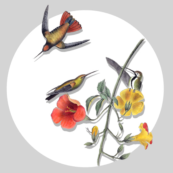 Hummingbird Decal