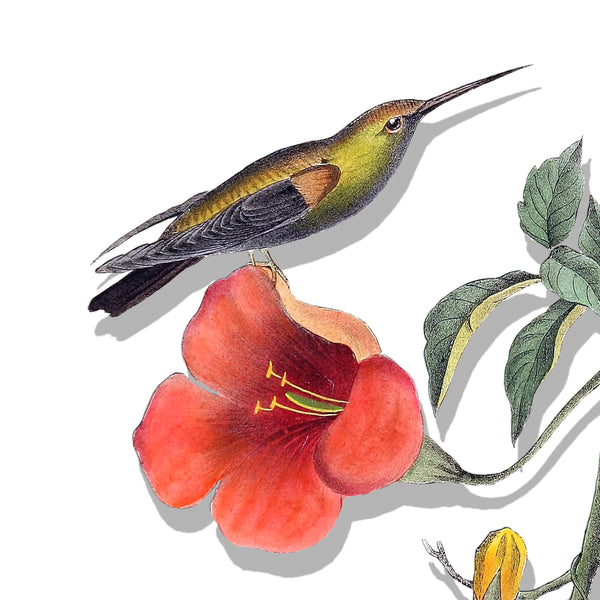 Hummingbird Decal