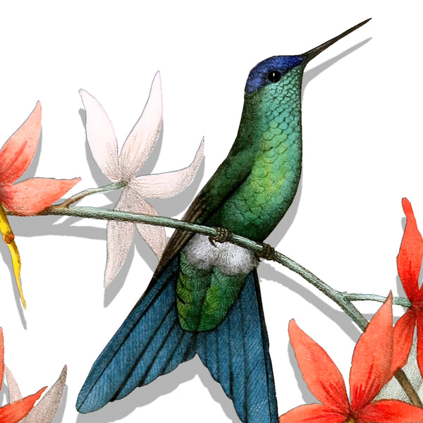 Hummingbird Sticker