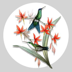 Hummingbird Sticker