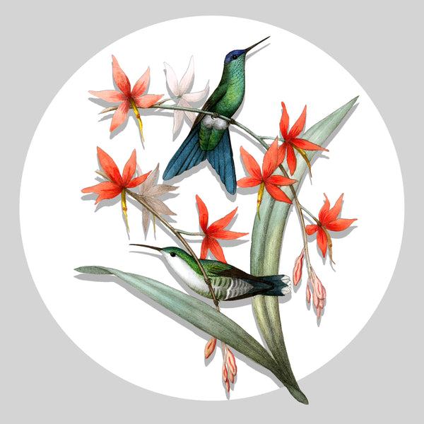 Hummingbird Sticker
