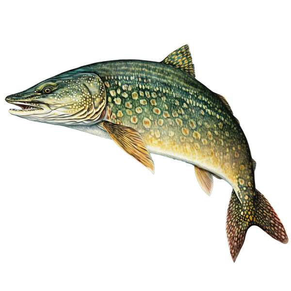 Northern Pike Decal Sticer