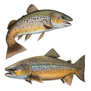 brown trout decal