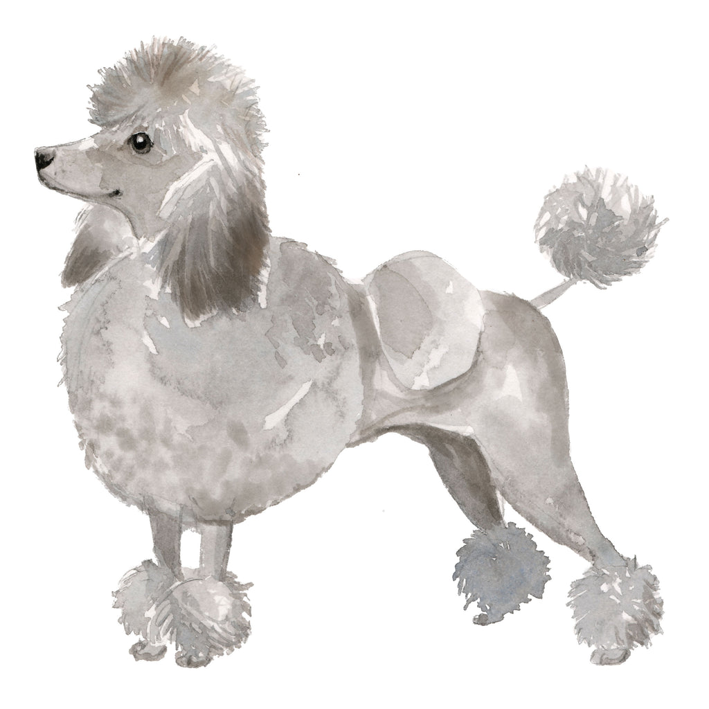 Poodle, Grey