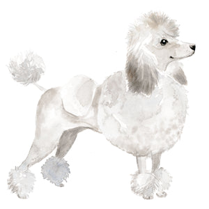 Poodle, White