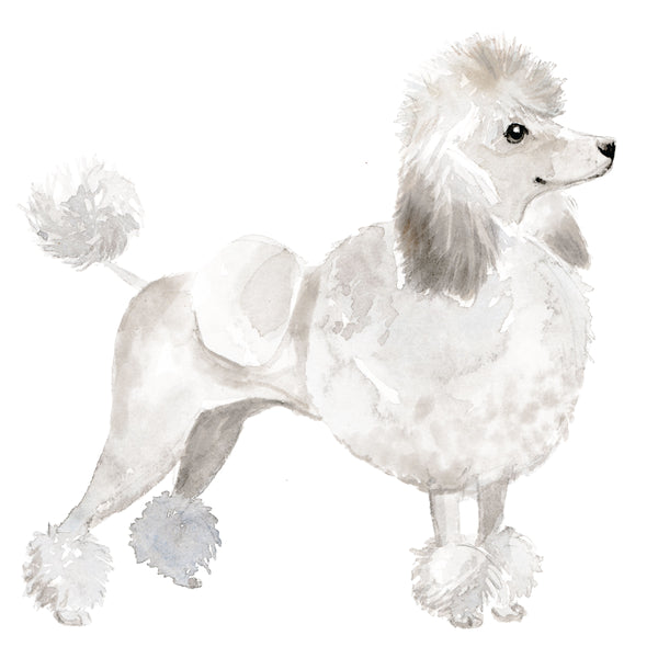 Poodle, White