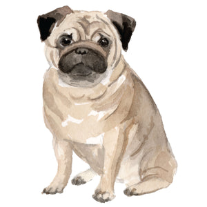 Pug