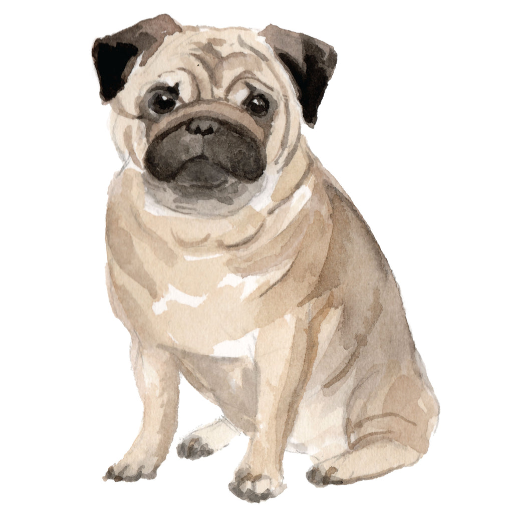 Pug