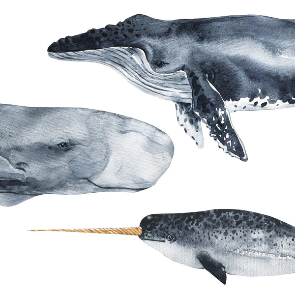 Whale Wall Decals - Set of 8 Watercolor Whale Stickers - My Wonderful Walls