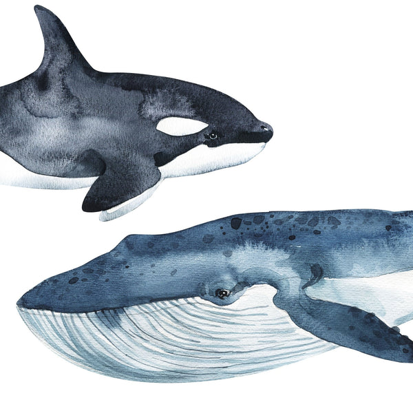 Whale Wall Decals - Set of 8 Watercolor Whale Stickers - My Wonderful Walls